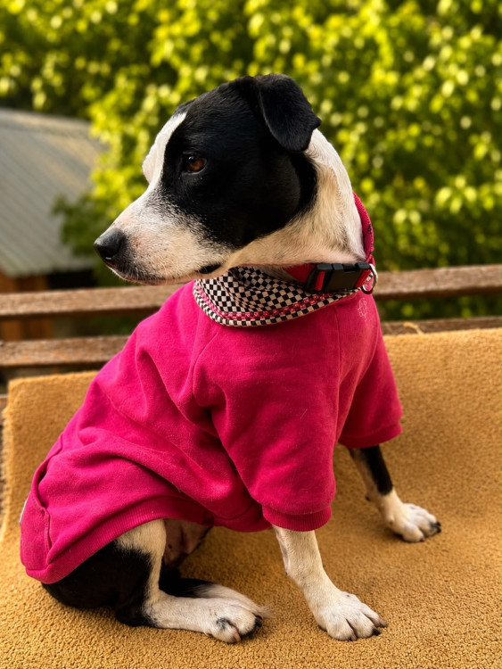 dora-adocao-doacao-cachorro-gato-4
