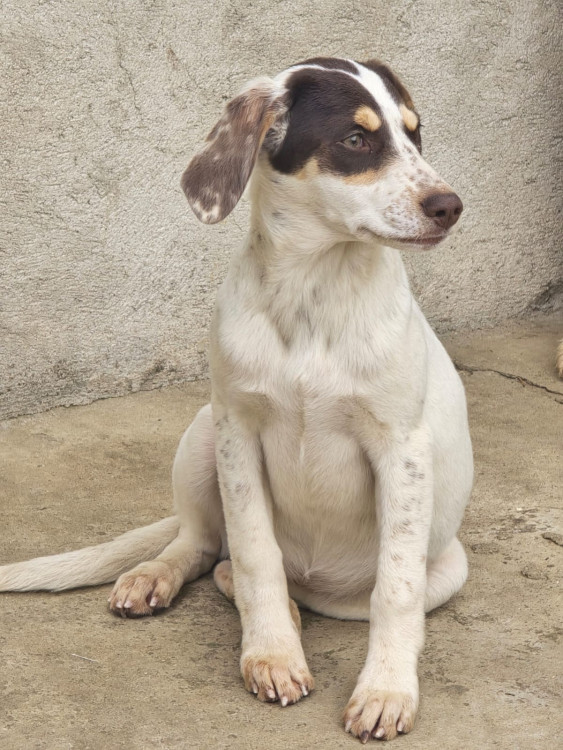 kiara-procura-uma-familia-cheia-de-amor-para-transformar-sua-vida-adocao-doacao-cachorro-gato-1