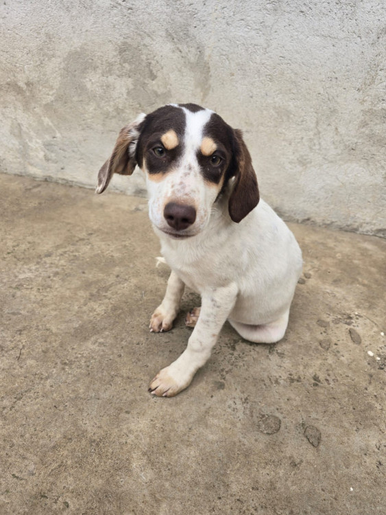 kiara-procura-uma-familia-cheia-de-amor-para-transformar-sua-vida-adocao-doacao-cachorro-gato-0