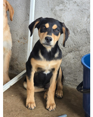 Coragem procura uma família cheia de amor para ser seu melhor amigo! ️