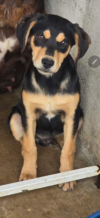 coragem-procura-uma-familia-cheia-de-amor-para-ser-seu-melhor-amigo-adocao-doacao-cachorro-gato-1