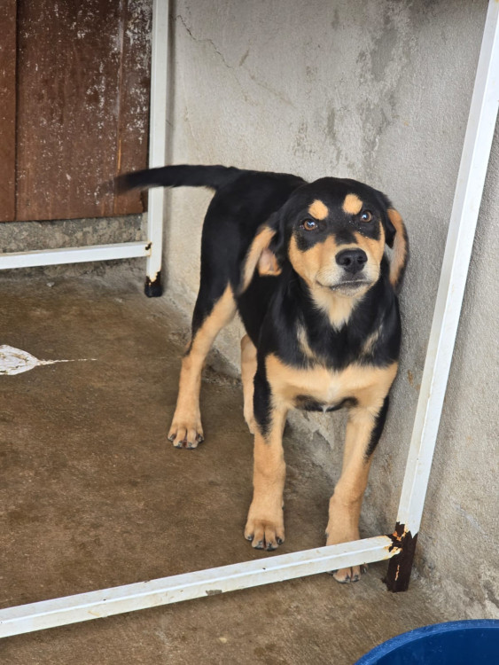 coragem-procura-uma-familia-cheia-de-amor-para-ser-seu-melhor-amigo-adocao-doacao-cachorro-gato-2
