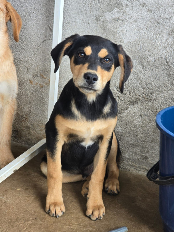 coragem-procura-uma-familia-cheia-de-amor-para-ser-seu-melhor-amigo-adocao-doacao-cachorro-gato-0