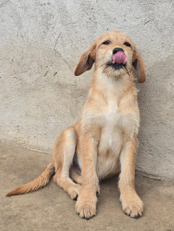 madruga-procura-uma-familia-para-crescer-cercado-de-amor-e-carinho-adocao-doacao-cachorro-gato-2