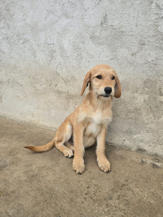 madruga-procura-uma-familia-para-crescer-cercado-de-amor-e-carinho-adocao-doacao-cachorro-gato-1
