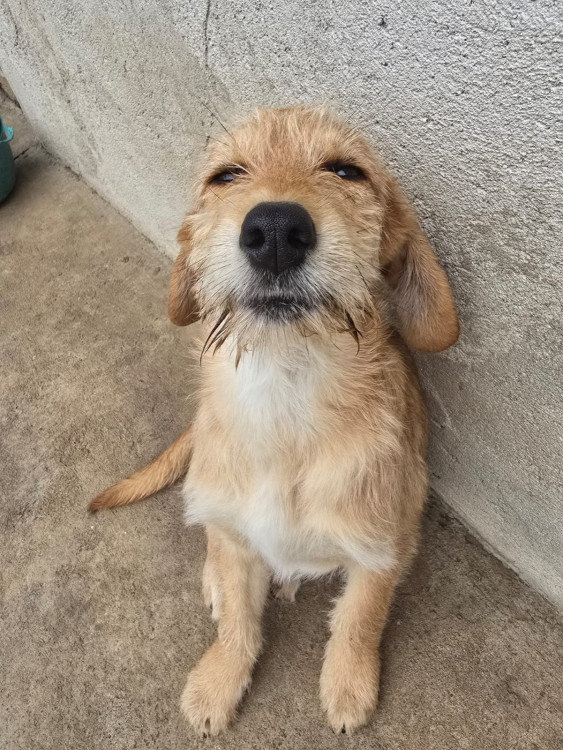 madruga-procura-uma-familia-para-crescer-cercado-de-amor-e-carinho-adocao-doacao-cachorro-gato-0