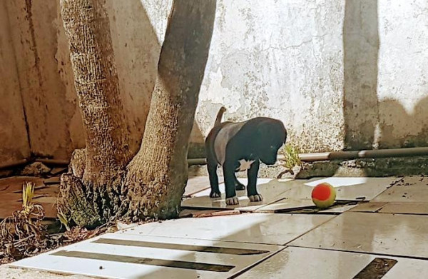 filhote-srd-adocao-doacao-cachorro-gato-0