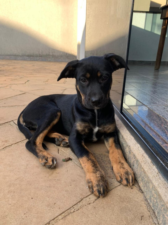procurando-um-lar-adocao-doacao-cachorro-gato-0