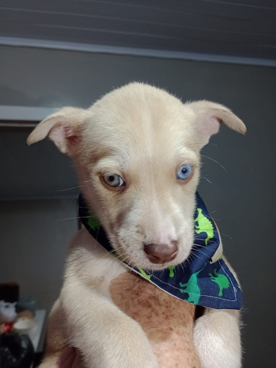 laura-filhote-adocao-doacao-cachorro-gato-0