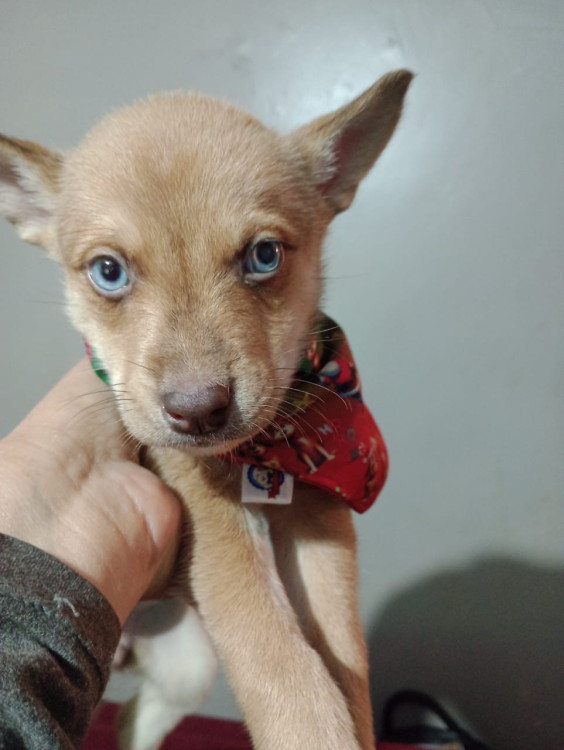 luna-filhote-adocao-doacao-cachorro-gato-0