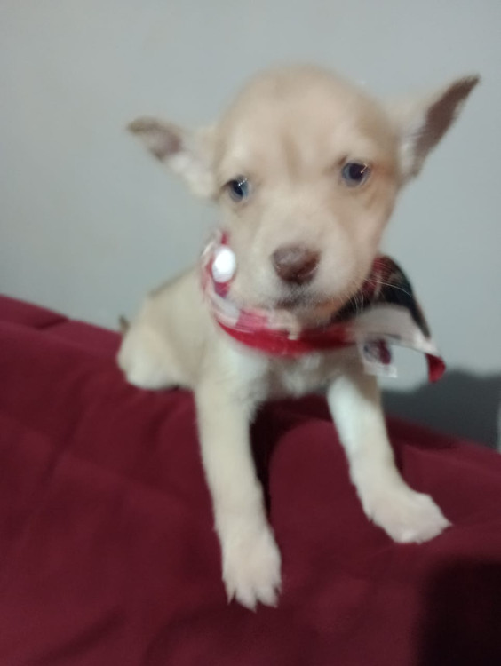 helena-filhote-adocao-doacao-cachorro-gato-0