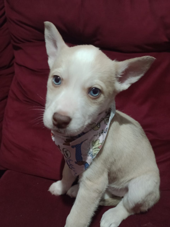 antonela-filhote-adocao-doacao-cachorro-gato-0