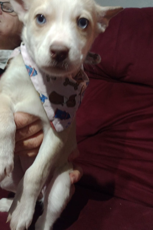 antonela-filhote-adocao-doacao-cachorro-gato-1