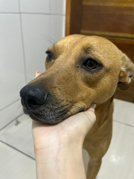 bianca-adocao-doacao-cachorro-gato-2