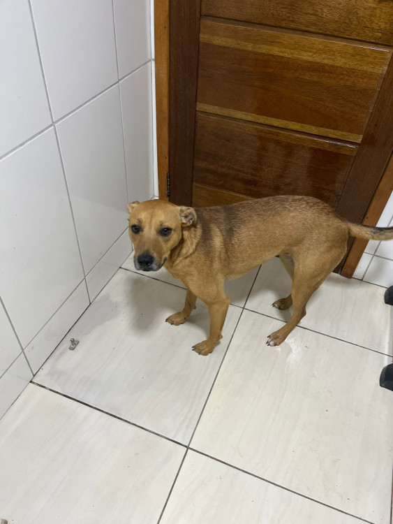 bianca-adocao-doacao-cachorro-gato-3