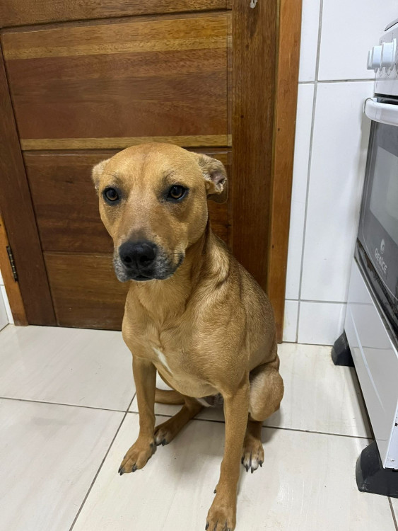 bianca-adocao-doacao-cachorro-gato-0