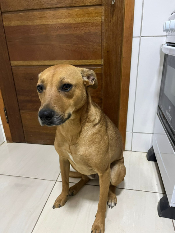 bianca-adocao-doacao-cachorro-gato-1