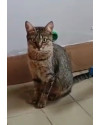 mel-gatinha-linda-e-carinhosa-small-0