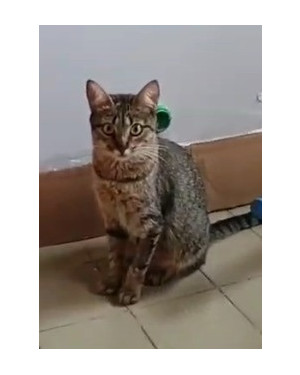 Mel, gatinha linda e carinhosa