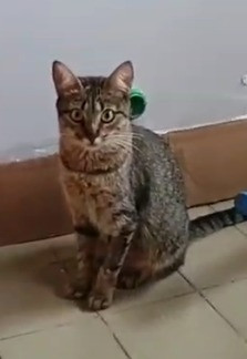 mel-gatinha-linda-e-carinhosa-adocao-doacao-cachorro-gato-0