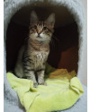 junior-um-gatinho-encantador-small-0