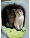 junior-um-gatinho-encantador-small-1