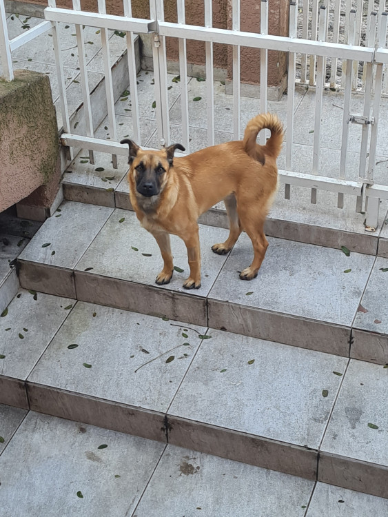 adocao-adocao-doacao-cachorro-gato-2