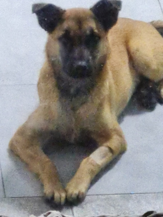 adocao-adocao-doacao-cachorro-gato-1