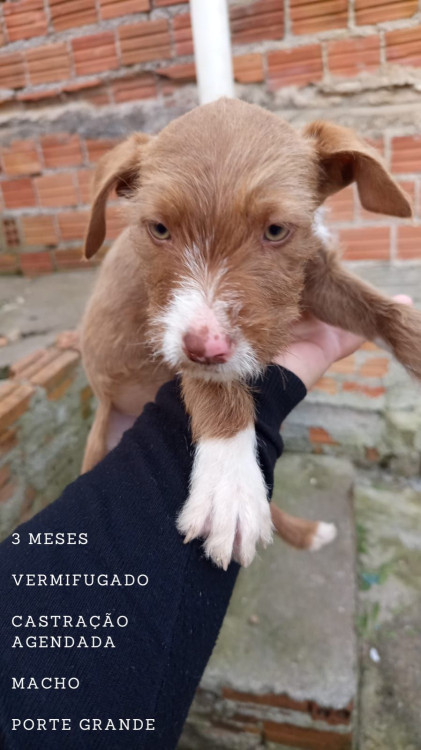 filhote-porte-grande-adocao-doacao-cachorro-gato-0