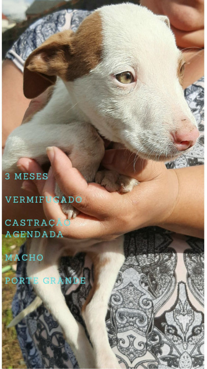 filhote-porte-grande-adocao-doacao-cachorro-gato-0