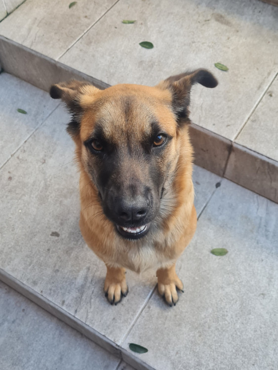 adote-a-dorati-adocao-doacao-cachorro-gato-2
