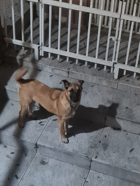 adote-a-dorati-adocao-doacao-cachorro-gato-1