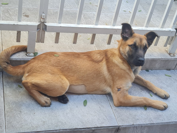 adote-a-dorati-adocao-doacao-cachorro-gato-3