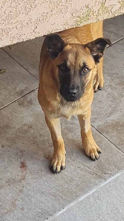 adote-a-dorati-adocao-doacao-cachorro-gato-0