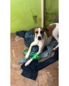 cachorro-hulk-disponivel-para-adocao-small-3