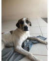 cachorro-hulk-disponivel-para-adocao-small-1