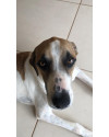 cachorro-hulk-disponivel-para-adocao-small-2