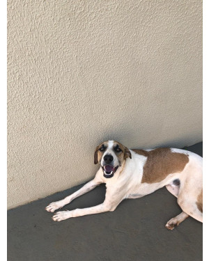 Cachorro Hulk disponível para adoção!