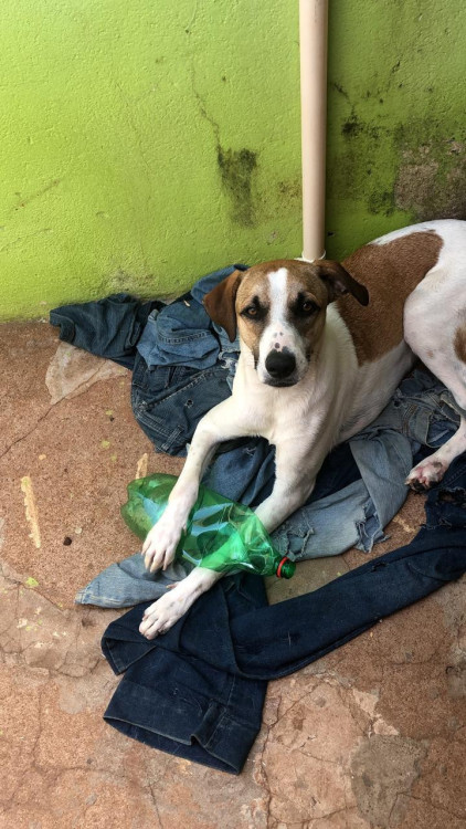 cachorro-hulk-disponivel-para-adocao-adocao-doacao-cachorro-gato-3