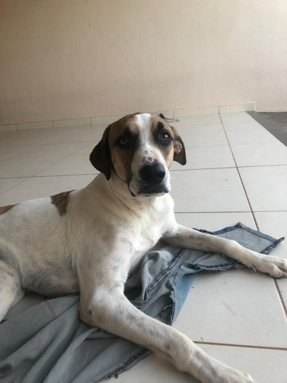 cachorro-hulk-disponivel-para-adocao-adocao-doacao-cachorro-gato-1
