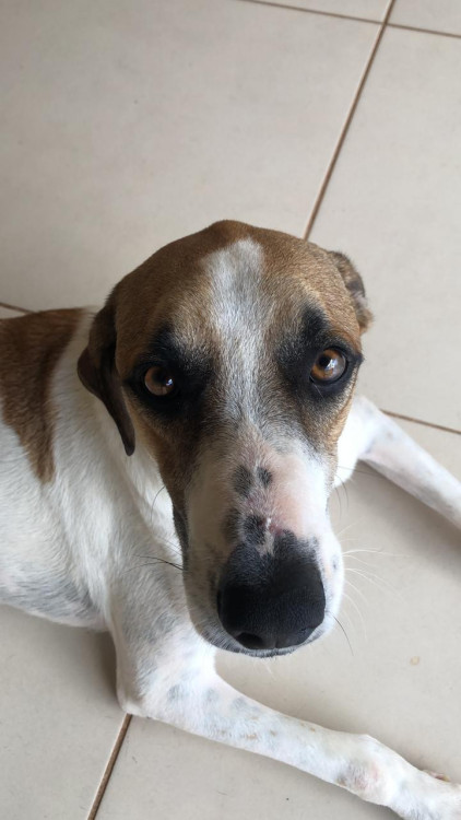 cachorro-hulk-disponivel-para-adocao-adocao-doacao-cachorro-gato-2