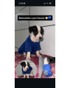 filhote-resgatado-small-0