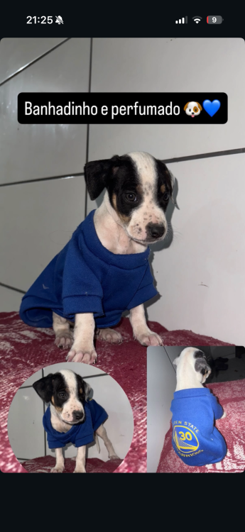 filhote-resgatado-adocao-doacao-cachorro-gato-0