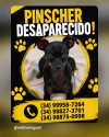 pinscher-desaparecido-nos-arredores-dos-bairros-miranda-e-ouro-verde-araguari-mg-small-0