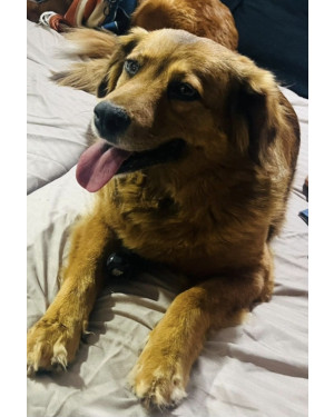 Procuro um novo lar para Lola