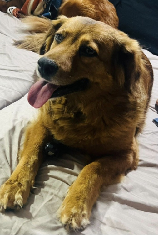 procuro-um-novo-lar-para-lola-adocao-doacao-cachorro-gato-0