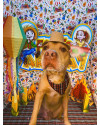 zeus-pitbull-small-0