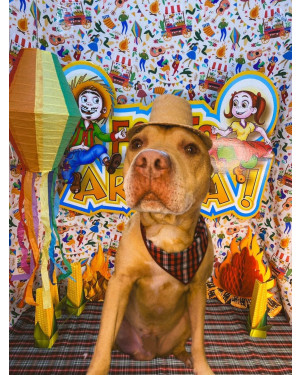 Zeus pitbull