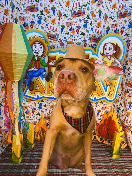 zeus-pitbull-adocao-doacao-cachorro-gato-0