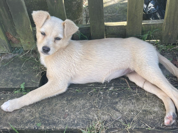 alfa-fofura-adocao-doacao-cachorro-gato-0